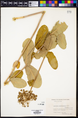 Asclepias amplexicaulis image