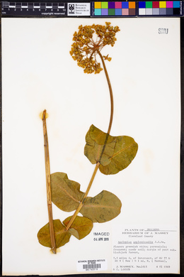 Asclepias amplexicaulis image