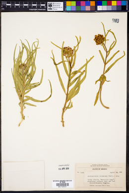 Asclepiodora decumbens image