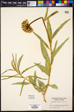 Asclepiodora decumbens image