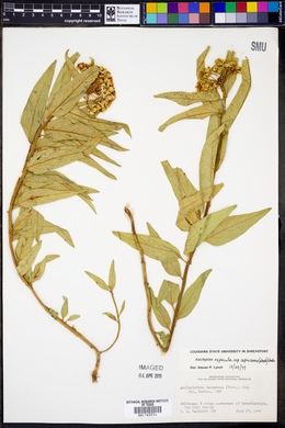 Asclepias asperula image