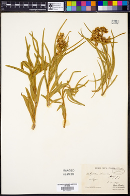 Asclepiodora decumbens image