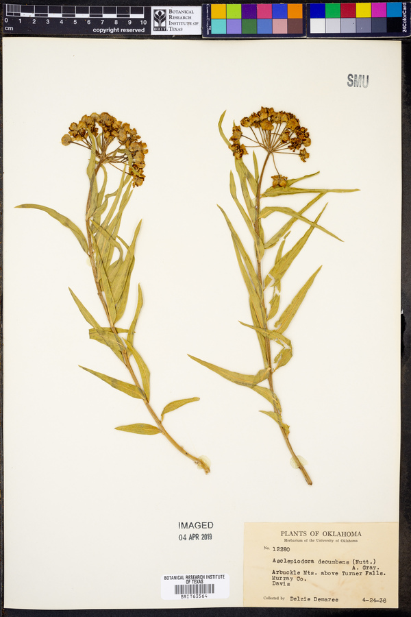 Asclepiodora decumbens image