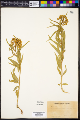 Asclepiodora decumbens image