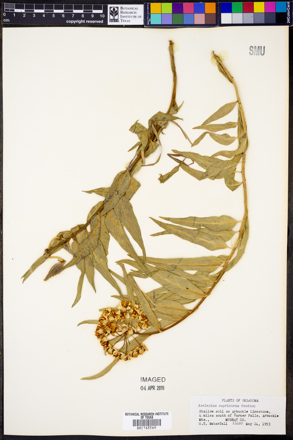 Asclepias asperula subsp. capricornu image