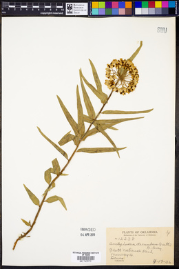 Asclepiodora decumbens image