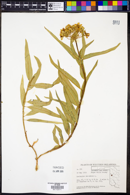 Asclepias asperula subsp. capricornu image
