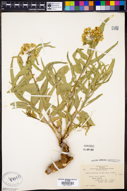 Asclepiodora decumbens image