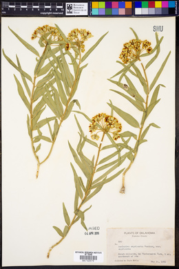 Asclepias asperula image