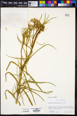 Asclepias fascicularis image