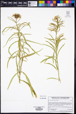 Asclepias fascicularis image