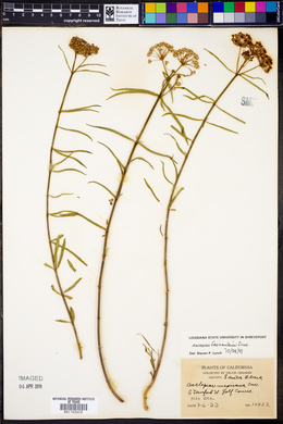 Asclepias fascicularis image