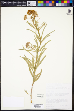 Asclepias fascicularis image