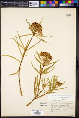 Asclepias fascicularis image