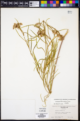 Asclepias fascicularis image