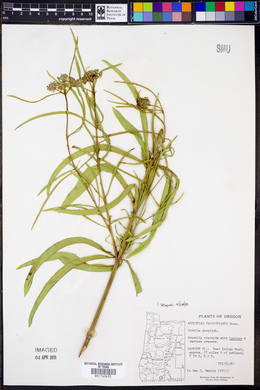 Asclepias fascicularis image