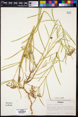 Asclepias fascicularis image