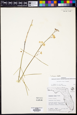 Asclepias feayi image