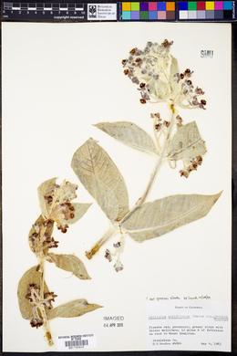 Asclepias californica image