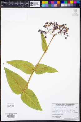 Asclepias cordifolia image