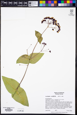 Asclepias cordifolia image