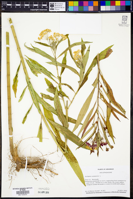 Asclepias curassavica image