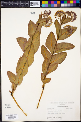 Asclepias humistrata image