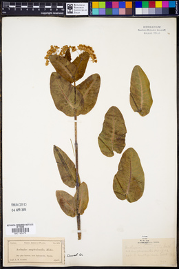 Asclepias amplexicaulis image