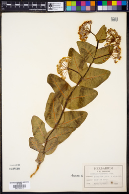 Asclepias humistrata image