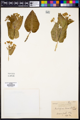 Asclepias humistrata image