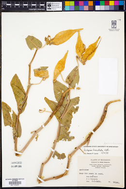 Asclepias humistrata image