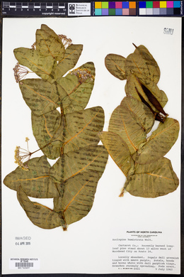 Asclepias humistrata image