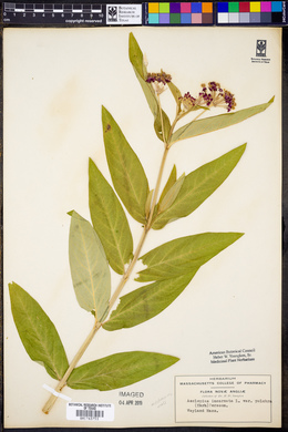 Asclepias incarnata var. pulchra image