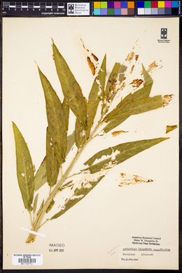 Asclepias incarnata var. pulchra image