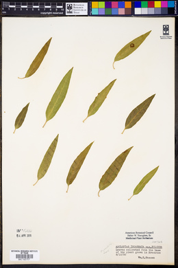 Asclepias incarnata var. pulchra image
