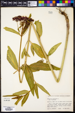 Asclepias incarnata var. incarnata image