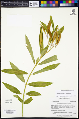 Asclepias incarnata subsp. incarnata image