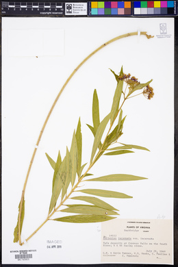 Asclepias incarnata subsp. incarnata image