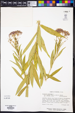 Asclepias incarnata subsp. pulchra image