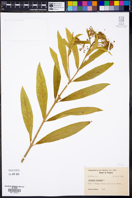 Image Associated With the Occurence
