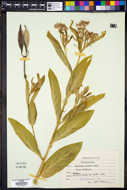 Asclepias pulchra image