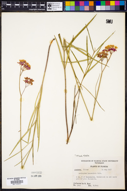 Asclepias lanceolata image