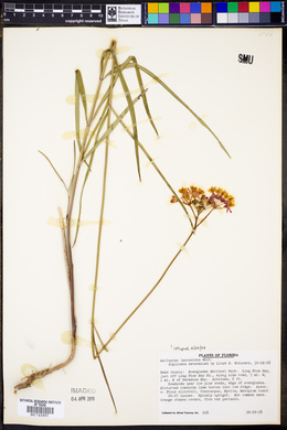 Asclepias lanceolata image