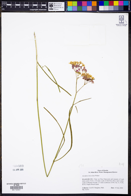 Asclepias lanceolata image