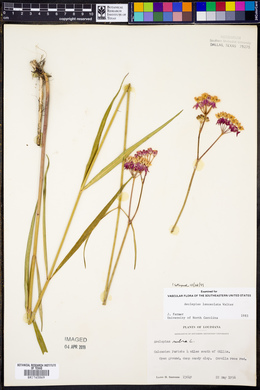 Asclepias lanceolata image