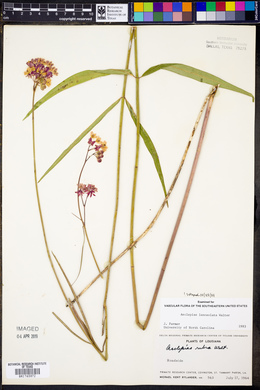 Asclepias lanceolata image