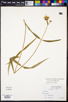 Asclepias lanceolata image