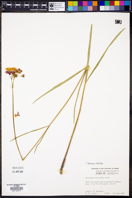 Asclepias lanceolata image