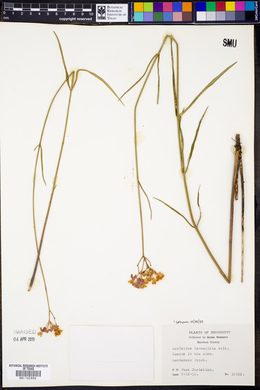 Asclepias lanceolata image