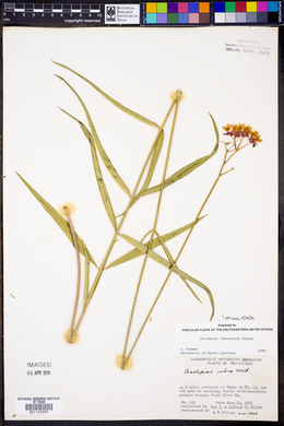 Asclepias lanceolata image